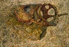  D.Plavinsky (born in 1937) The Fish, 1960 Oil on canvas, 88,5 x 127,5 cm
