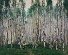  K. I. Gorbatov 1876-1945 Spring in a birch grove, 1932. Gouache, whitening, water colours on cardboard, 40,2 x 50 cm