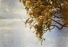  N.Dubovskoi 1859-1918 The Trees, 1910 Oil on canvas, 25,8 x 35,2 cm
